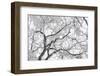 A Tree Covered with Frost from Bellow in Hungary-Joe Petersburger-Framed Photographic Print