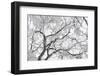 A Tree Covered with Frost from Bellow in Hungary-Joe Petersburger-Framed Photographic Print
