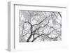 A Tree Covered with Frost from Bellow in Hungary-Joe Petersburger-Framed Photographic Print