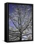 A Tree Covered with Snow, Boulder-Dörte Pietron-Framed Stretched Canvas