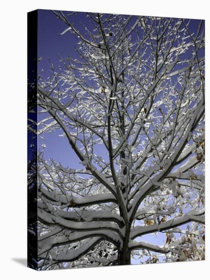 A Tree Covered with Snow, Boulder-Dörte Pietron-Stretched Canvas