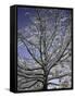 A Tree Covered with Snow, Boulder-Dörte Pietron-Framed Stretched Canvas