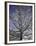 A Tree Covered with Snow, Boulder-Dörte Pietron-Framed Premium Photographic Print