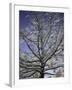 A Tree Covered with Snow, Boulder-Dörte Pietron-Framed Premium Photographic Print