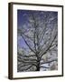 A Tree Covered with Snow, Boulder-Dörte Pietron-Framed Premium Photographic Print