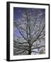 A Tree Covered with Snow, Boulder-Dörte Pietron-Framed Premium Photographic Print