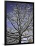 A Tree Covered with Snow, Boulder-Dörte Pietron-Framed Premium Photographic Print