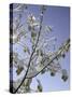 A Tree Covered with Snow, Boulder-Dörte Pietron-Stretched Canvas