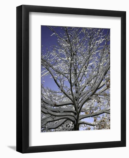 A Tree Covered with Snow, Boulder-Dörte Pietron-Framed Premium Photographic Print