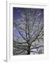 A Tree Covered with Snow, Boulder-Dörte Pietron-Framed Photographic Print