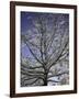 A Tree Covered with Snow, Boulder-Dörte Pietron-Framed Photographic Print