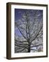 A Tree Covered with Snow, Boulder-Dörte Pietron-Framed Photographic Print