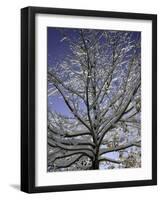 A Tree Covered with Snow, Boulder-Dörte Pietron-Framed Photographic Print