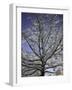 A Tree Covered with Snow, Boulder-Dörte Pietron-Framed Photographic Print