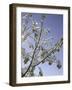 A Tree Covered with Snow, Boulder-Dörte Pietron-Framed Photographic Print