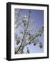 A Tree Covered with Snow, Boulder-Dörte Pietron-Framed Photographic Print