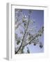 A Tree Covered with Snow, Boulder-Dörte Pietron-Framed Photographic Print