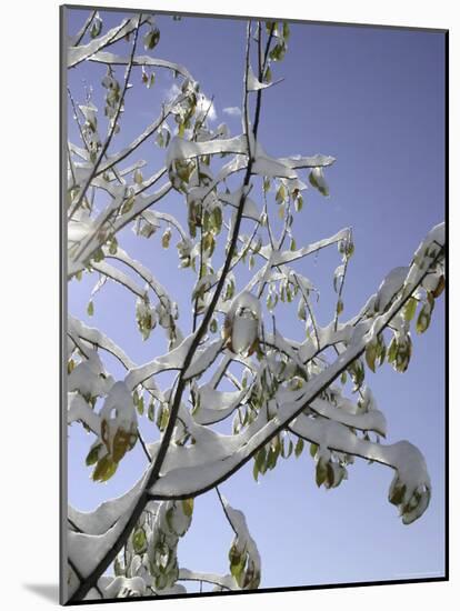 A Tree Covered with Snow, Boulder-Dörte Pietron-Mounted Photographic Print