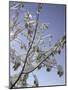 A Tree Covered with Snow, Boulder-Dörte Pietron-Mounted Photographic Print