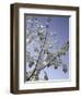 A Tree Covered with Snow, Boulder-Dörte Pietron-Framed Photographic Print