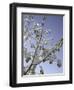 A Tree Covered with Snow, Boulder-Dörte Pietron-Framed Photographic Print