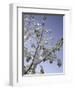 A Tree Covered with Snow, Boulder-Dörte Pietron-Framed Photographic Print