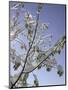 A Tree Covered with Snow, Boulder-Dörte Pietron-Mounted Photographic Print