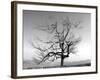 A Tree in a Bleak Location-Rip Smith-Framed Photographic Print