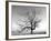 A Tree in a Bleak Location-Rip Smith-Framed Photographic Print