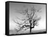 A Tree in a Bleak Location-Rip Smith-Framed Stretched Canvas