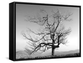 A Tree in a Bleak Location-Rip Smith-Framed Stretched Canvas