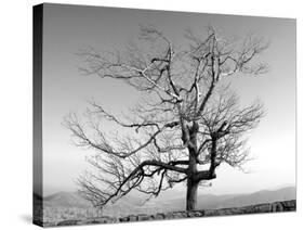 A Tree in a Bleak Location-Rip Smith-Stretched Canvas