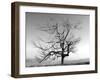 A Tree in a Bleak Location-Rip Smith-Framed Photographic Print