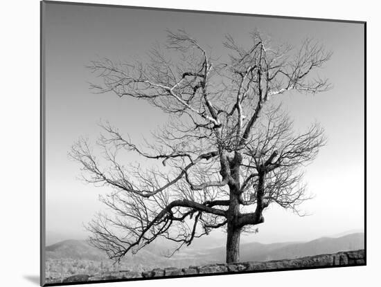 A Tree in a Bleak Location-Rip Smith-Mounted Photographic Print