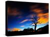 A Tree in Richmond Park at Night with Fast Moving Clouds-Alex Saberi-Stretched Canvas