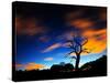 A Tree in Richmond Park at Night with Fast Moving Clouds-Alex Saberi-Stretched Canvas