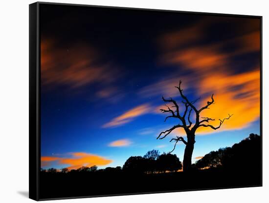 A Tree in Richmond Park at Night with Fast Moving Clouds-Alex Saberi-Framed Stretched Canvas