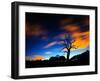 A Tree in Richmond Park at Night with Fast Moving Clouds-Alex Saberi-Framed Premium Photographic Print