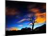 A Tree in Richmond Park at Night with Fast Moving Clouds-Alex Saberi-Mounted Premium Photographic Print