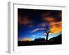 A Tree in Richmond Park at Night with Fast Moving Clouds-Alex Saberi-Framed Photographic Print