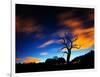 A Tree in Richmond Park at Night with Fast Moving Clouds-Alex Saberi-Framed Photographic Print