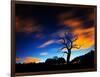 A Tree in Richmond Park at Night with Fast Moving Clouds-Alex Saberi-Framed Photographic Print