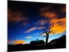 A Tree in Richmond Park at Night with Fast Moving Clouds-Alex Saberi-Mounted Photographic Print