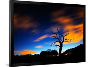 A Tree in Richmond Park at Night with Fast Moving Clouds-Alex Saberi-Framed Photographic Print