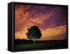 A Tree in Richmond Park at Night-Alex Saberi-Framed Stretched Canvas