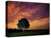 A Tree in Richmond Park at Night-Alex Saberi-Stretched Canvas