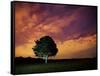 A Tree in Richmond Park at Night-Alex Saberi-Framed Stretched Canvas