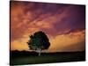 A Tree in Richmond Park at Night-Alex Saberi-Stretched Canvas