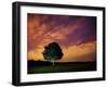 A Tree in Richmond Park at Night-Alex Saberi-Framed Photographic Print