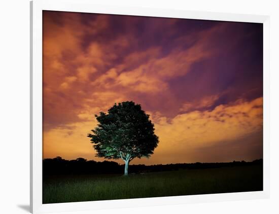 A Tree in Richmond Park at Night-Alex Saberi-Framed Photographic Print